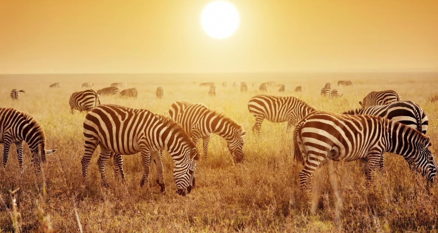 Botswana Migration Safaris