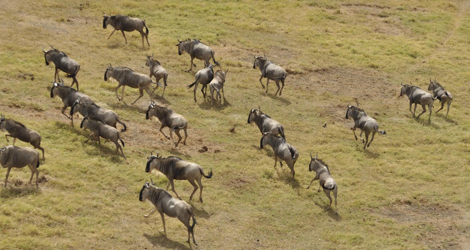 Grote Trek Rondreizen in Kenia