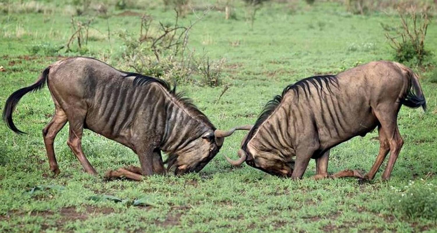 Serengeti Great Migration Safari