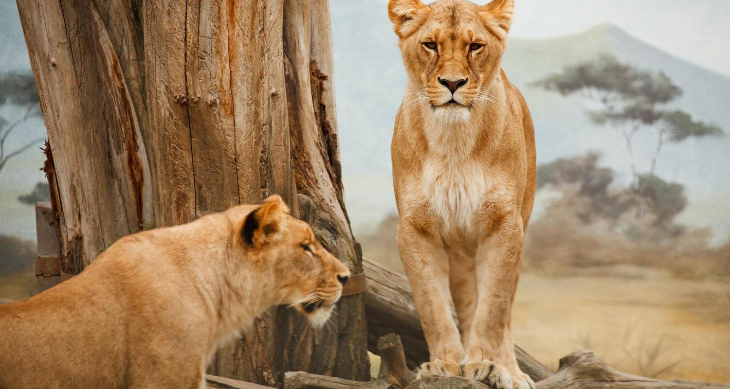 Cinco grandes circuitos en Parque Nacional del Serengeti