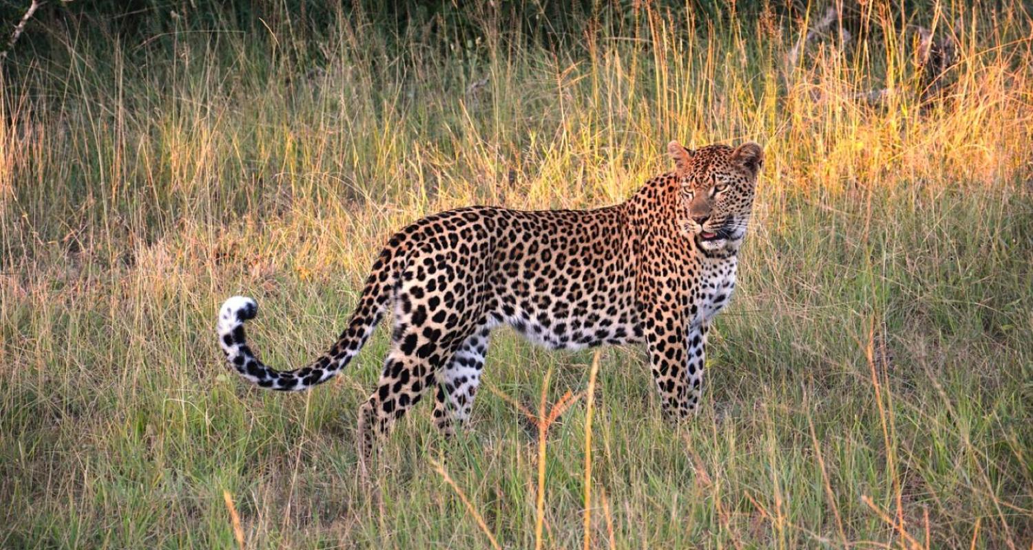 Safari Rondreizen in Yala Nationaal Park