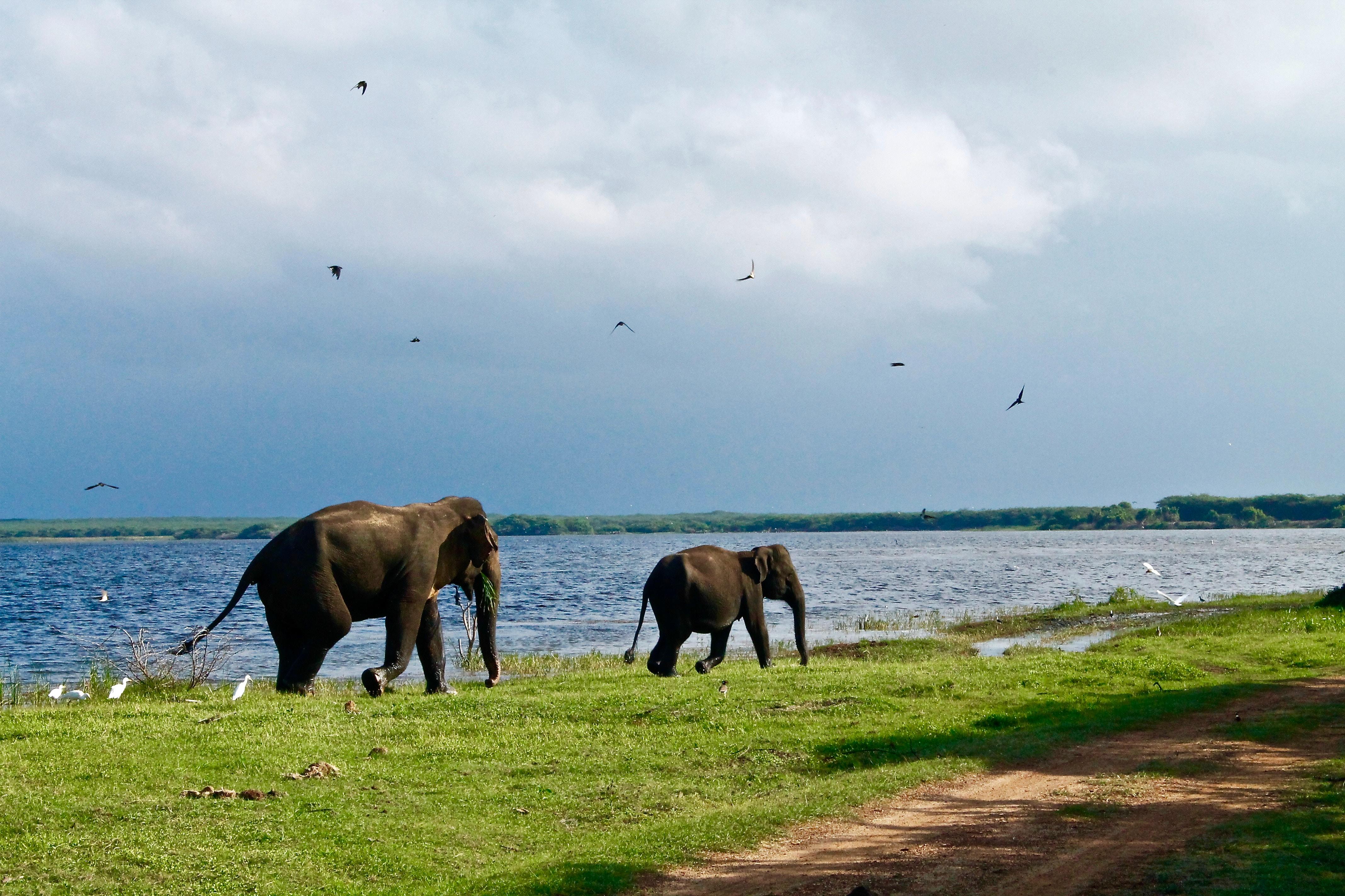 10 Best Asia Safari Tours 2023 2024 TourRadar