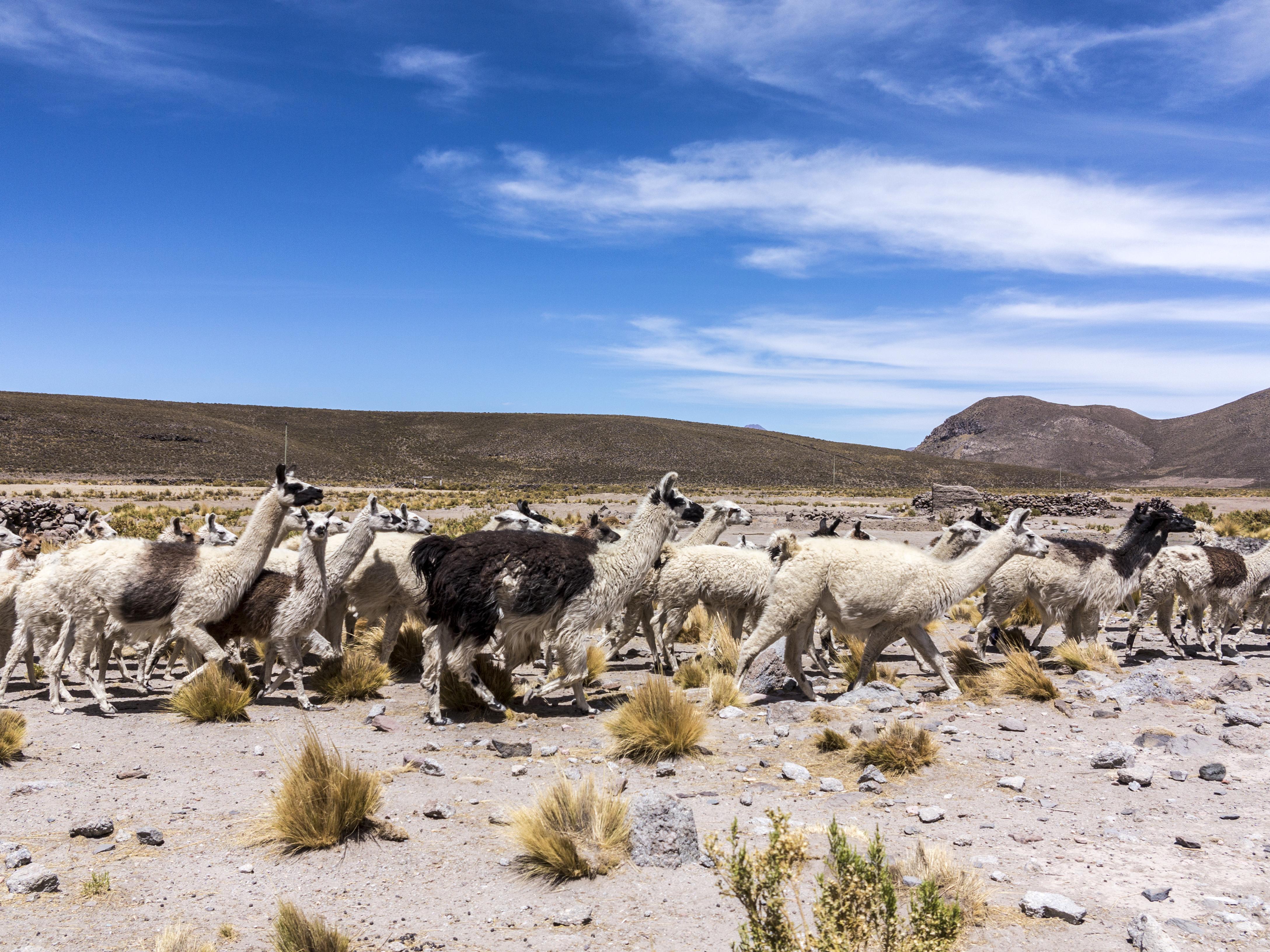 8 Best Peruvian Altiplano Tours And Trips 2022 2023 Tourradar