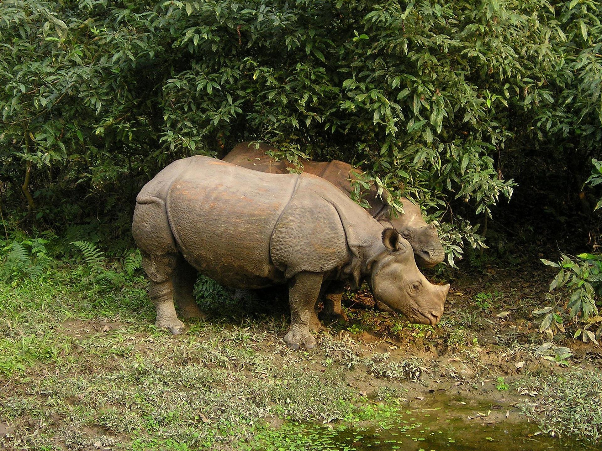 nepal safari tours