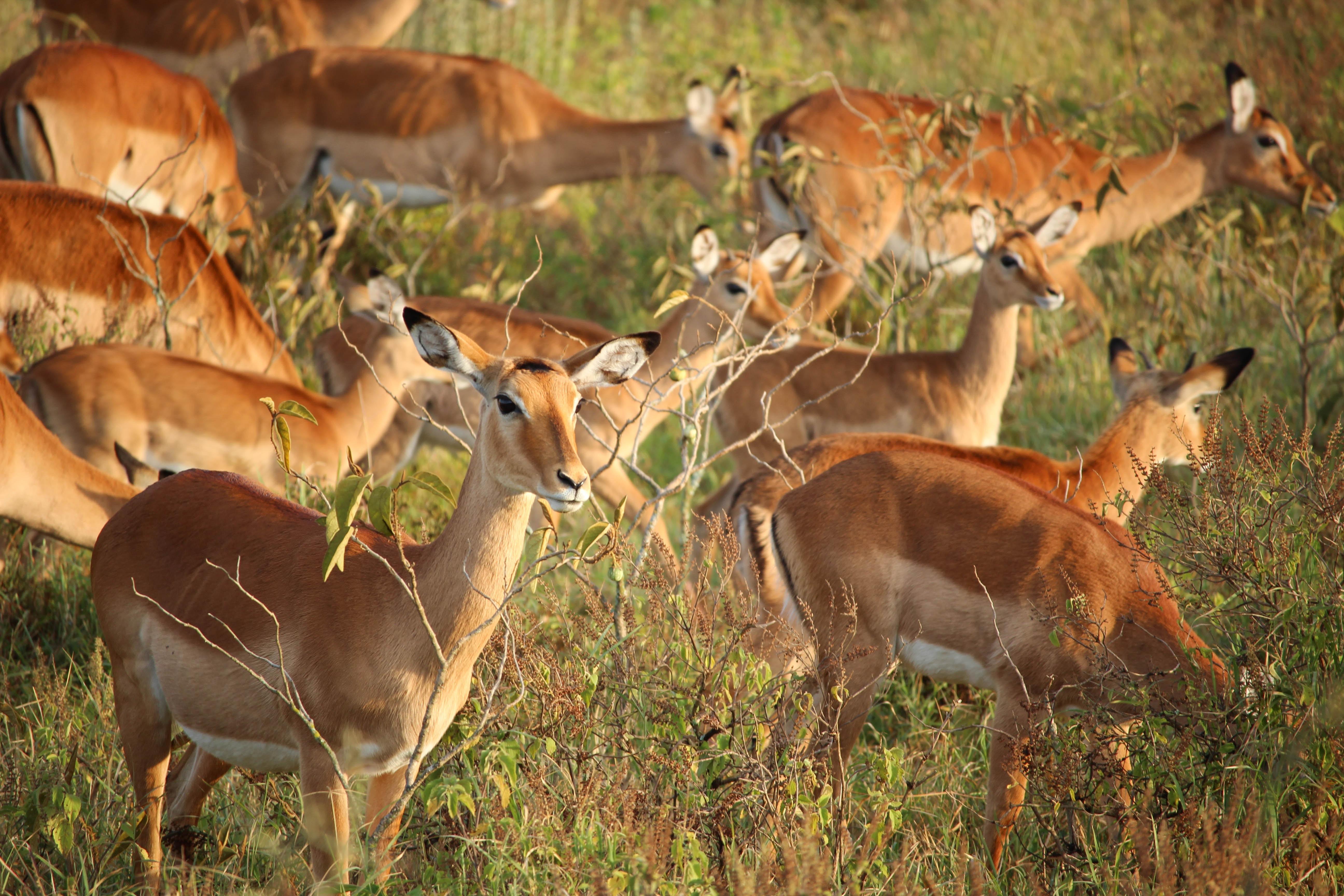 Мир животных очень разнообразен. Африканская антилопа Импала. Парк антилоп сафари Ранч.