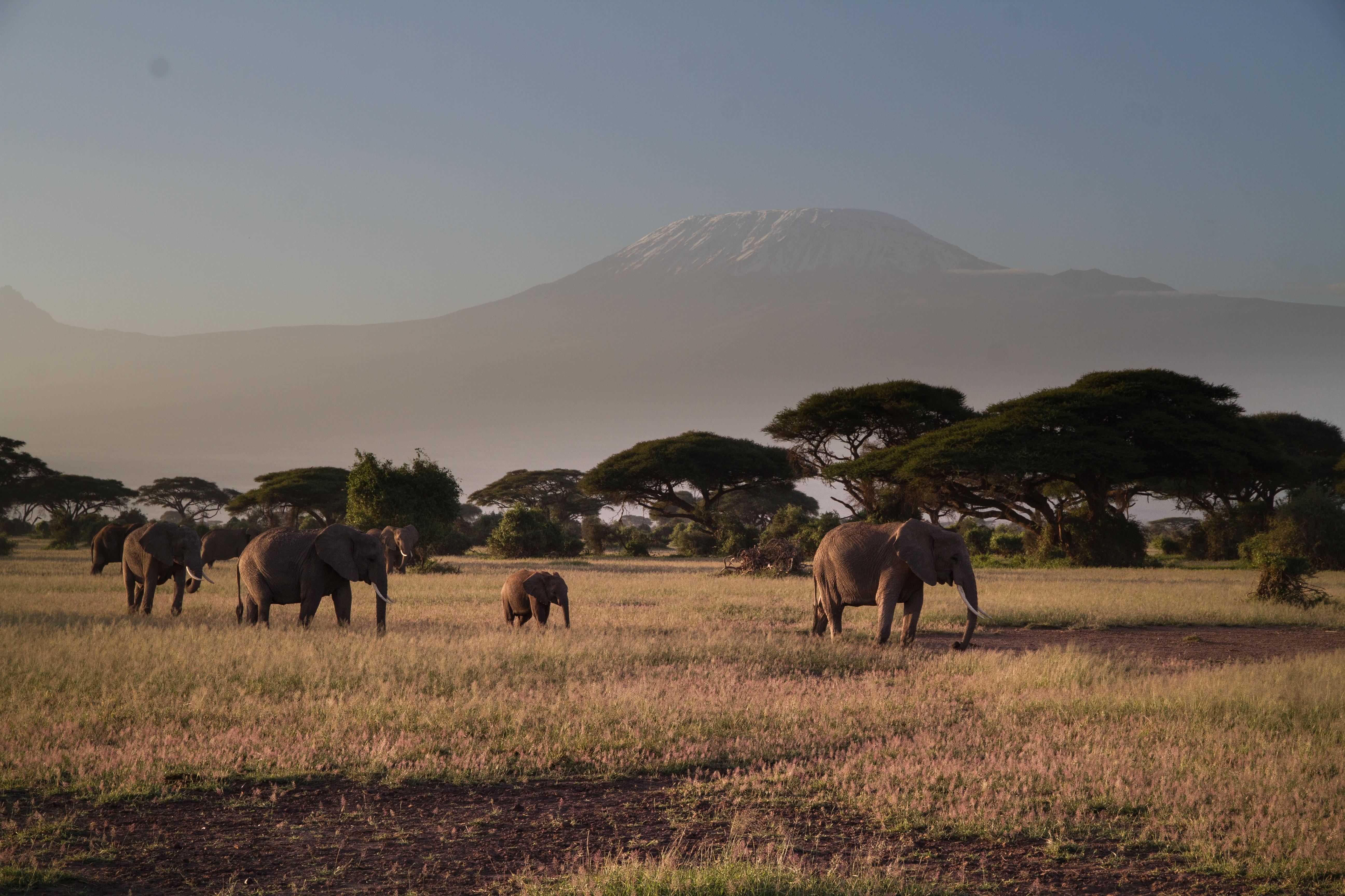 safari tanzania beste tijd