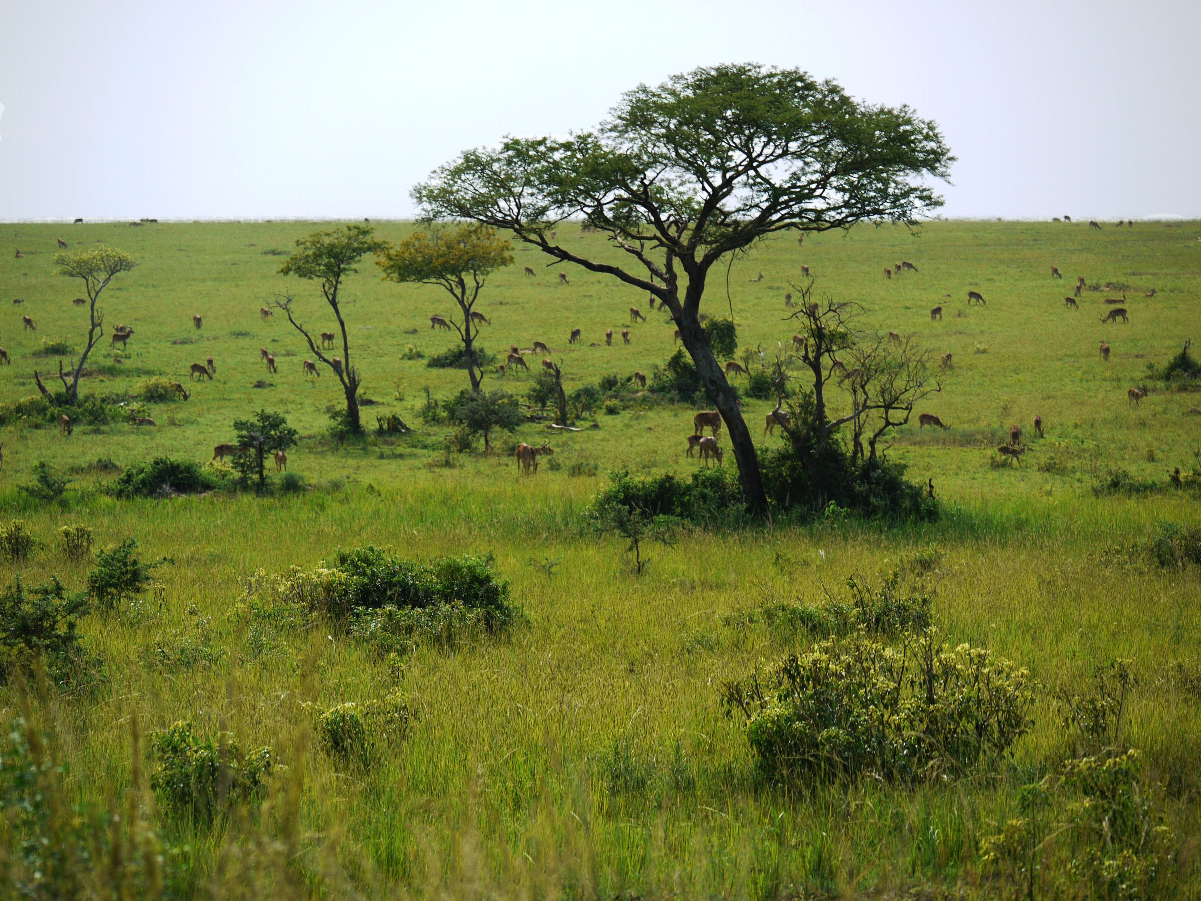 Саванны и редколесья занимают обширные равнины африки. Уганда Саванна. Редколесья Африки. Африканская Саванна эдификаторы.