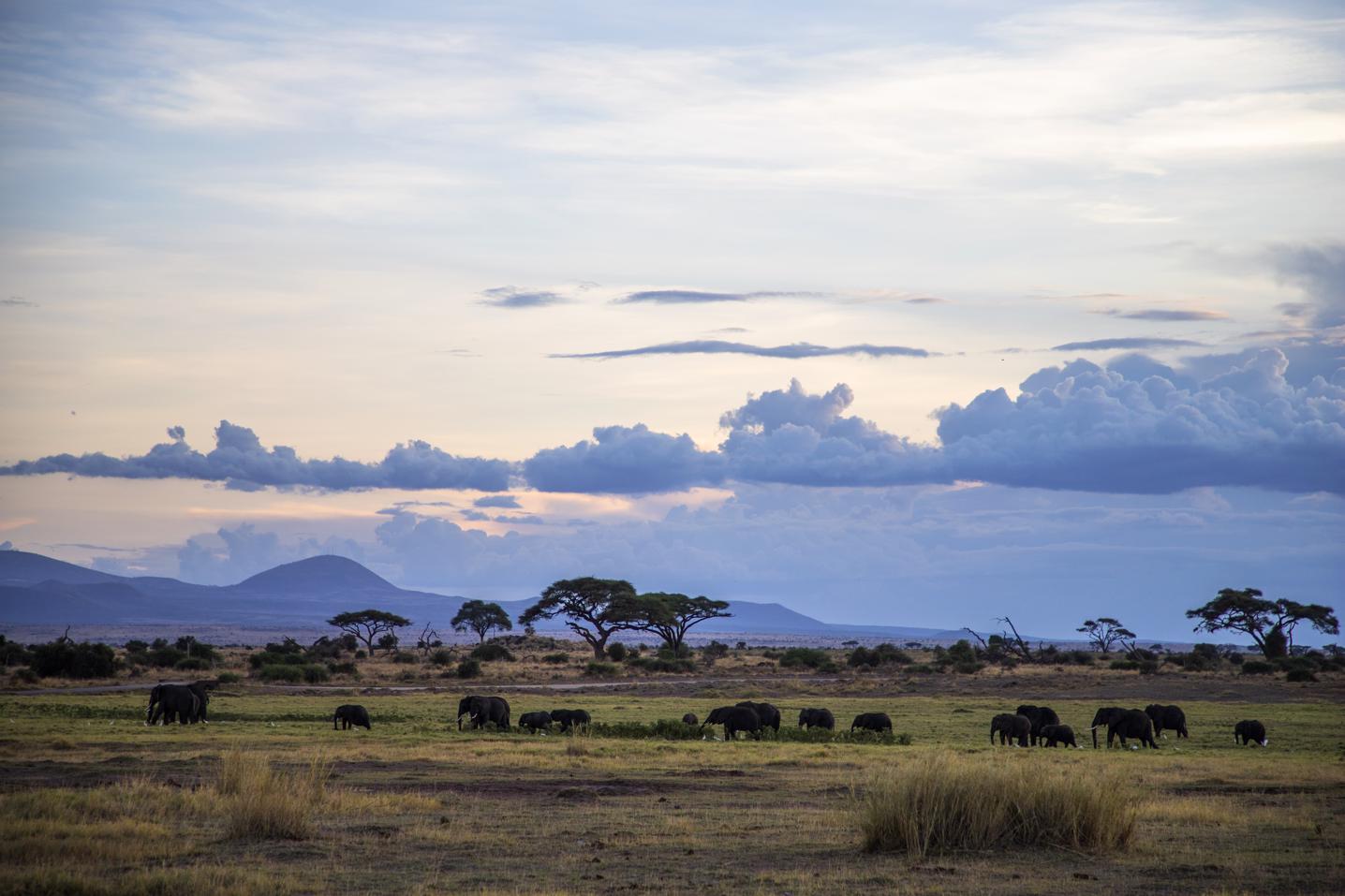 10 Best African Safari Tour Packages 2024 TourRadar