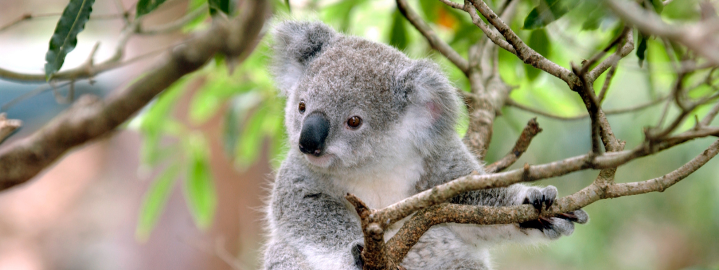 10 Best Wildlife Tours & Holidays in Australia 2023/2024 - Best Deals