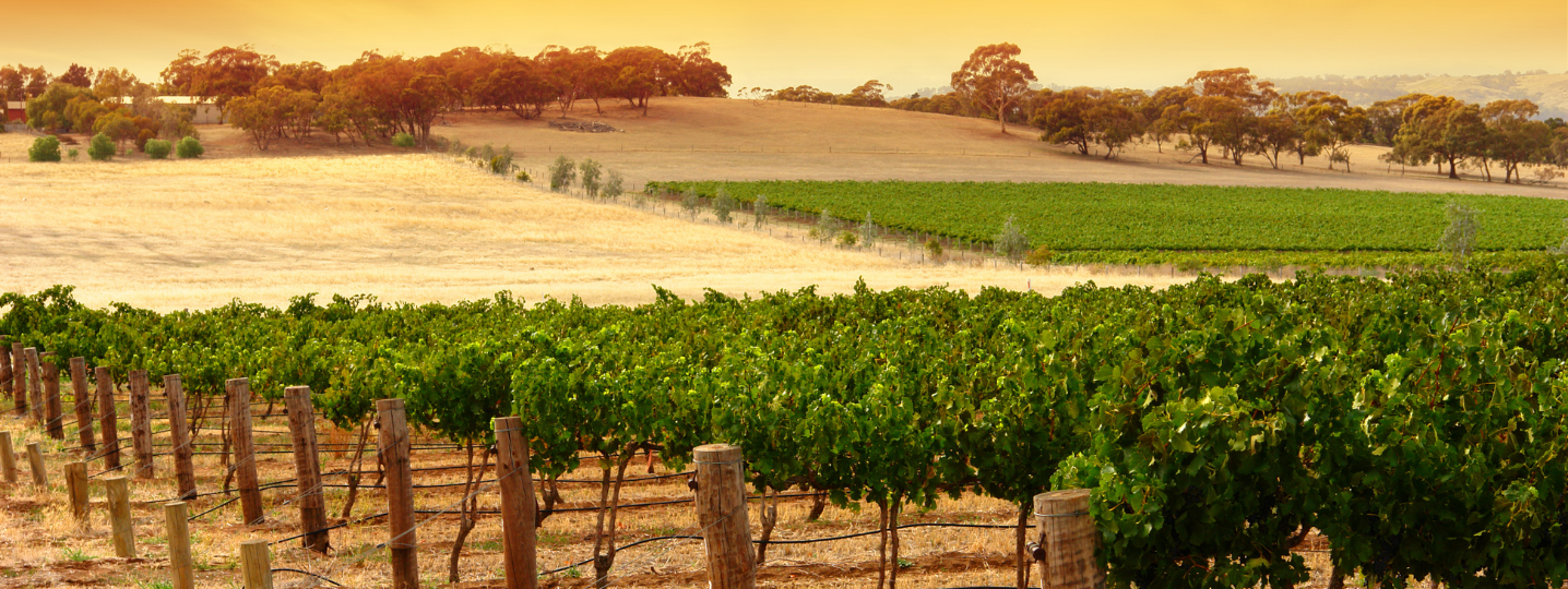 10 Best Wine tasting Tours in Australia 2024/2025 TourRadar