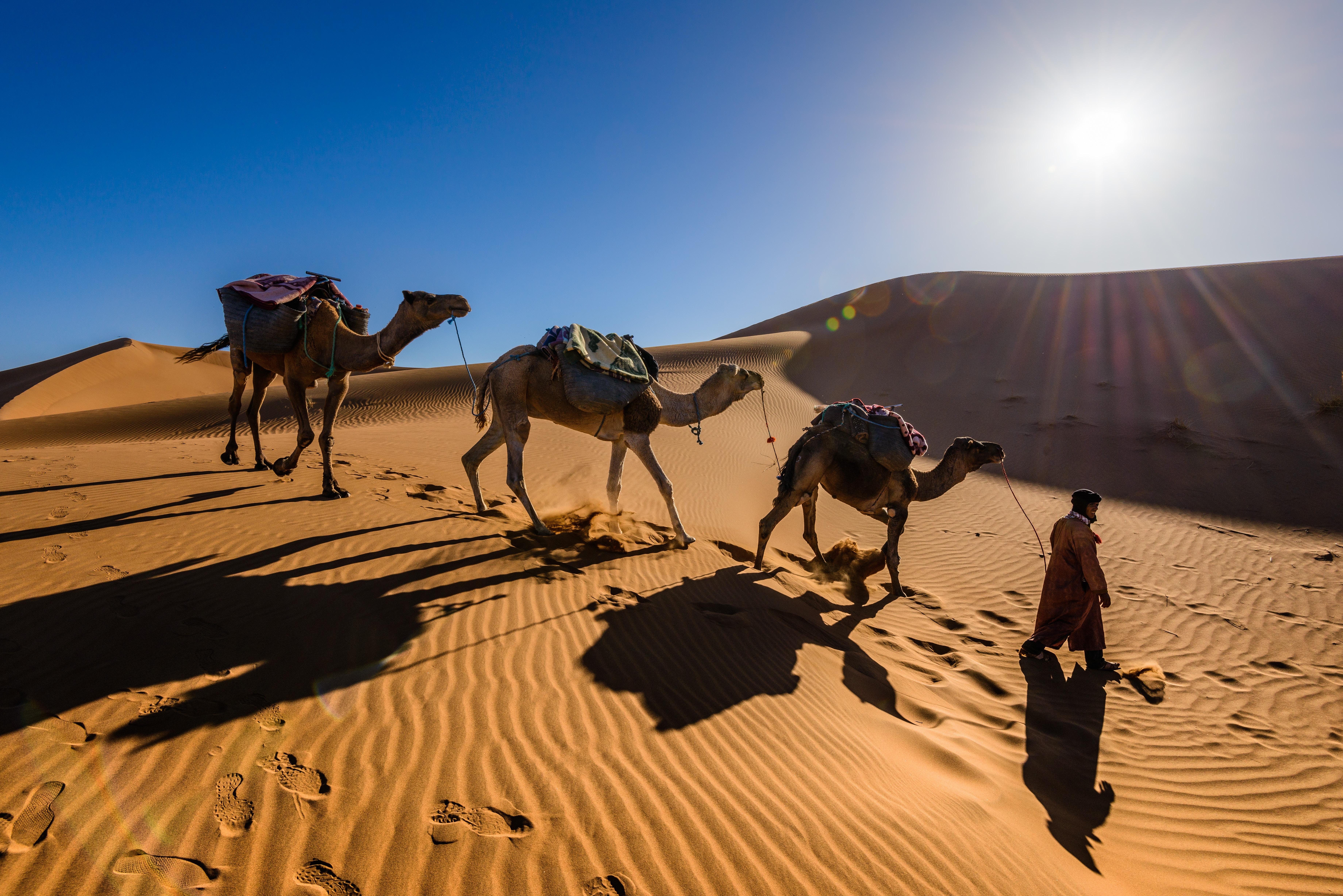 Desert camel. Пустыня Караван Барханы. Марокко пустыня Караваны. Бедуины Марокко. Марокко пустыня сахара.