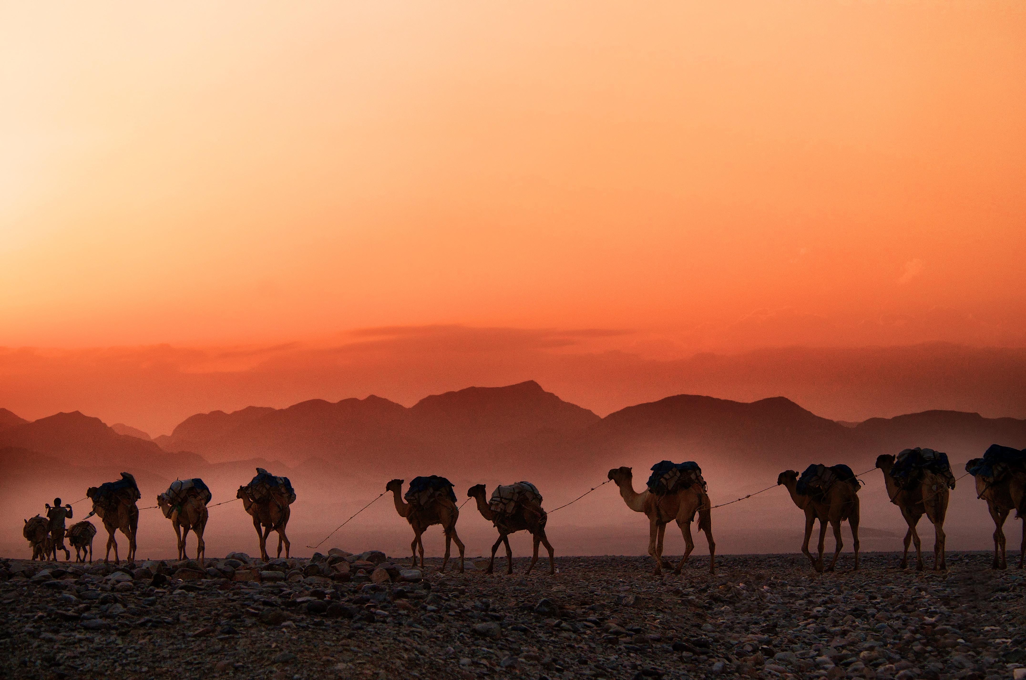 Караван азия. Верблюдоводство в Северной Африке. Верблюд в пустыне. Караван верблюдов. Верблюд на закате.
