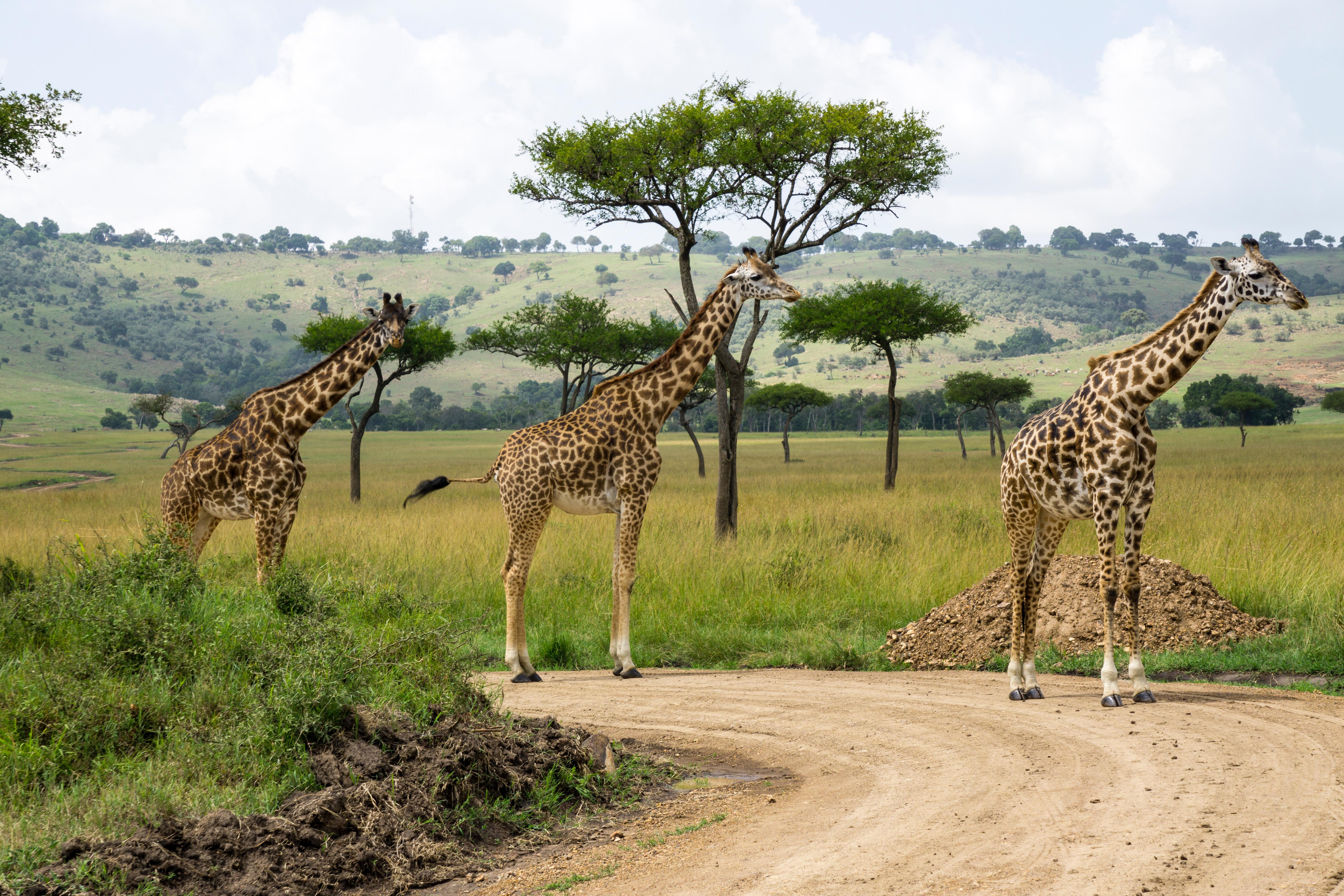 Kenia. Жираф-Масаи. Найроби заповедник. Кения сафари. Кения сафари парк.