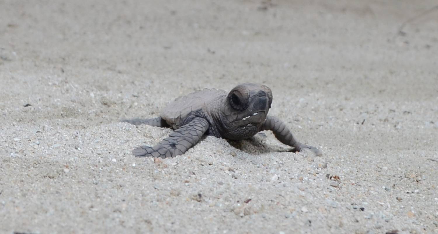 Turtle Conservation Papua New Guinea - No Limit Adventures