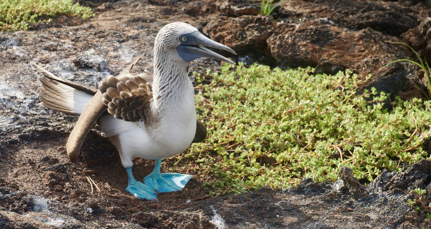 5 jours de luxe aux Galapagos - Rebecca Adventure Travel