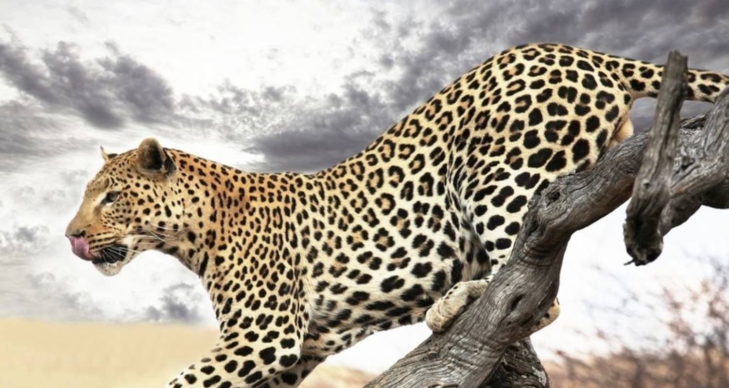 Kruger Park Explorer - Cullinan Guided Journeys