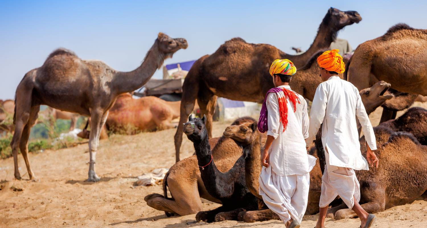 Essence du Rajasthan pendant la foire de Pushkar (06 - 17 novembre 2024) - GeTS Holidays