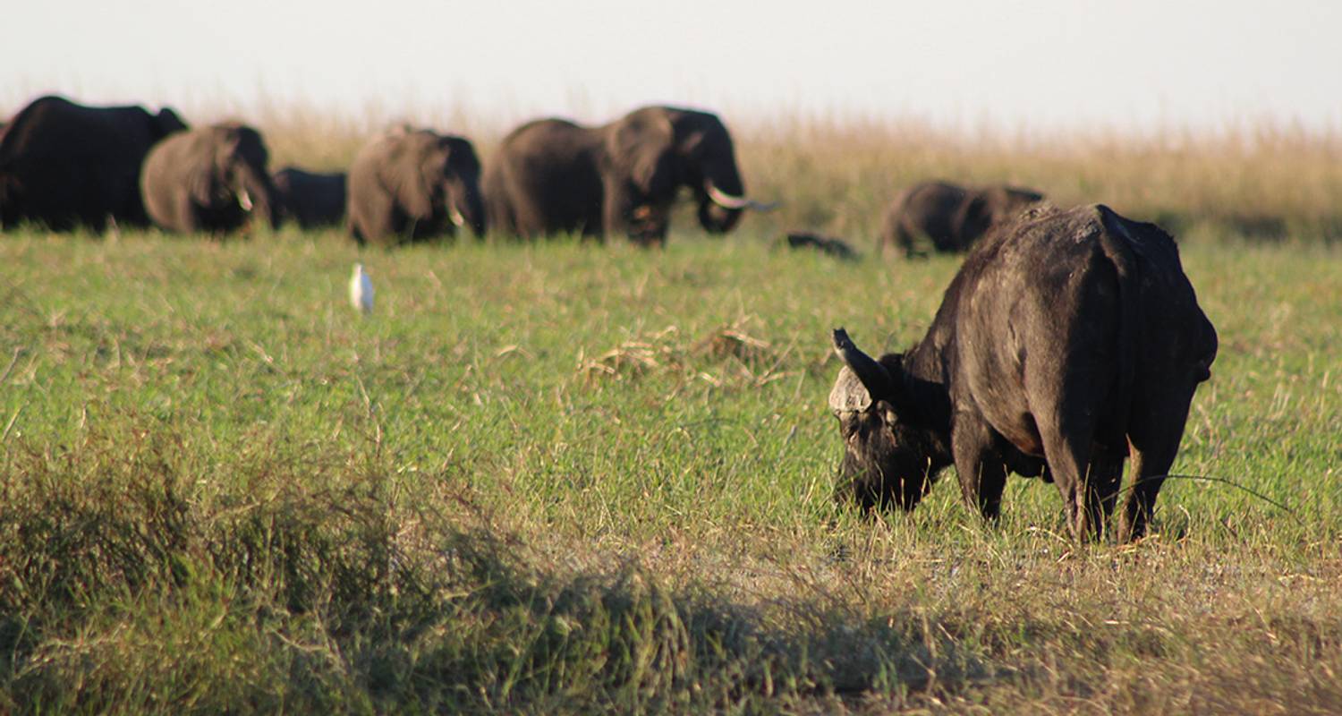 Chobe National Park Family Tours & Vacation Packages