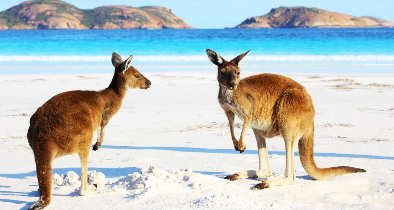 Australien: Wildtier Erlebnis am Strand - Discover Corps