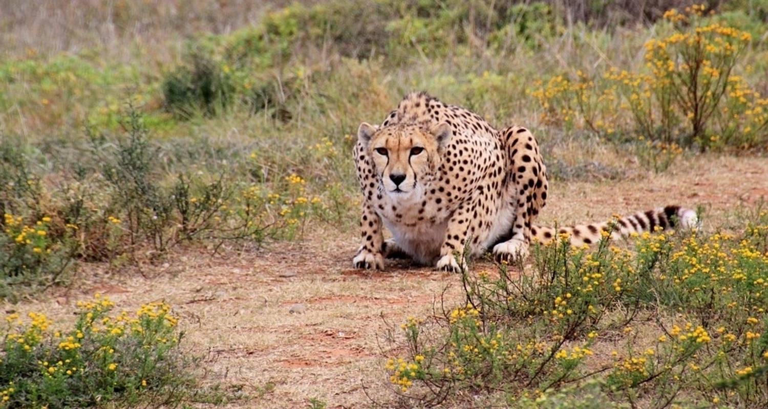 Addo Elephant National Park Tours & Trips