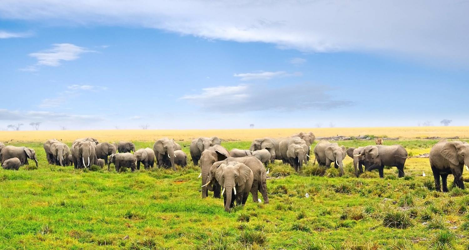 Kenya Safari Tours