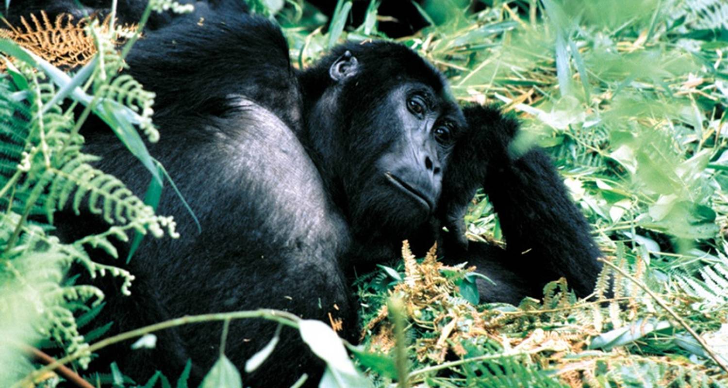 9-day Gorillas & Nile River Encounter (Camping) - Acacia Adventure Holidays