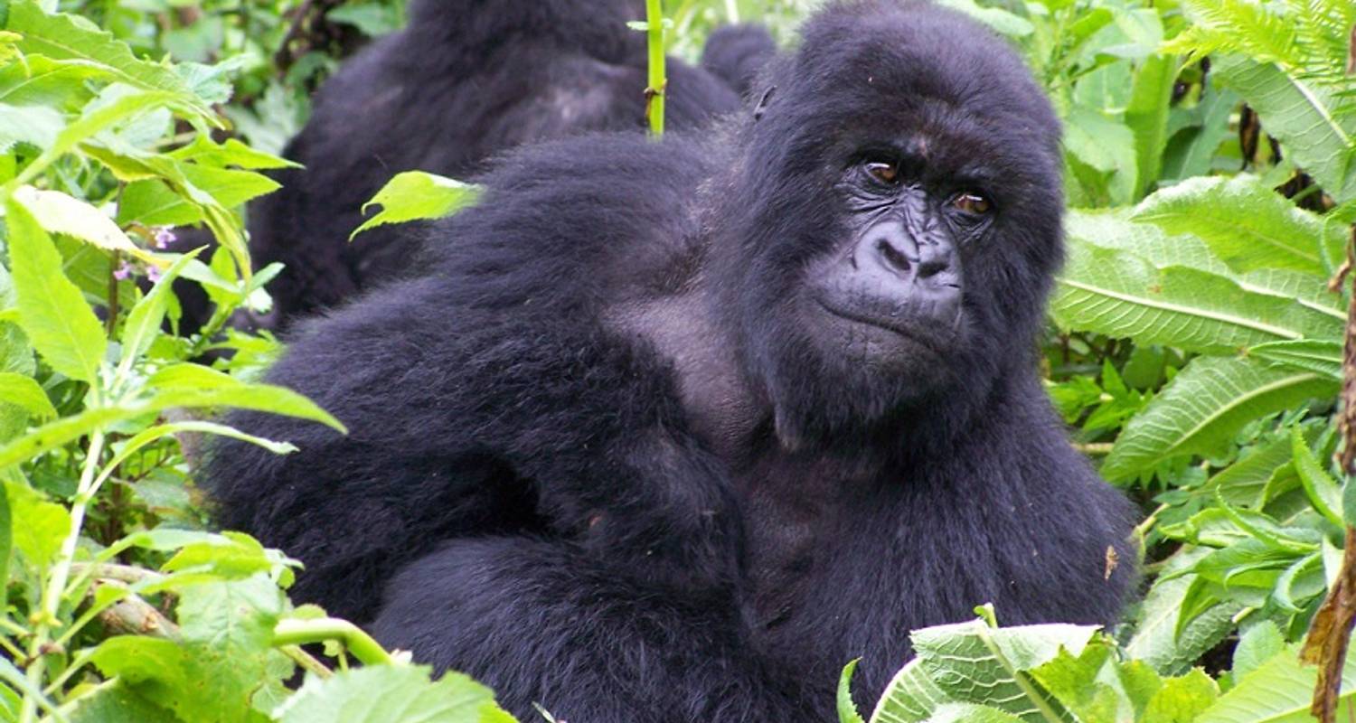 9-day Gorillas & Nile River Encounter (Accommodated) - Acacia Adventure Holidays