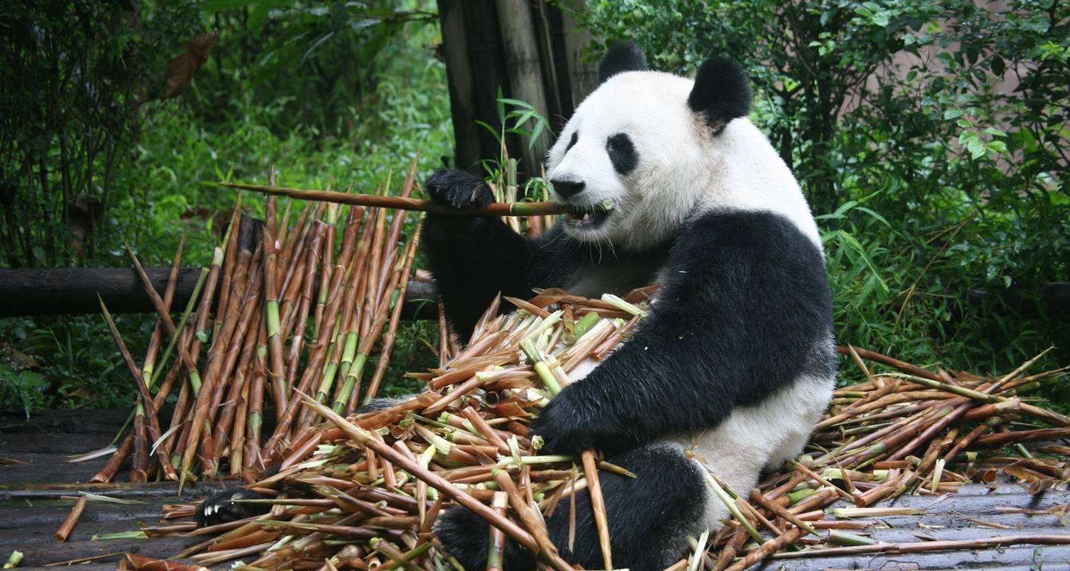 Tailor-Made Private China Trip - Follow Pandas' Footprints, Daily Departure