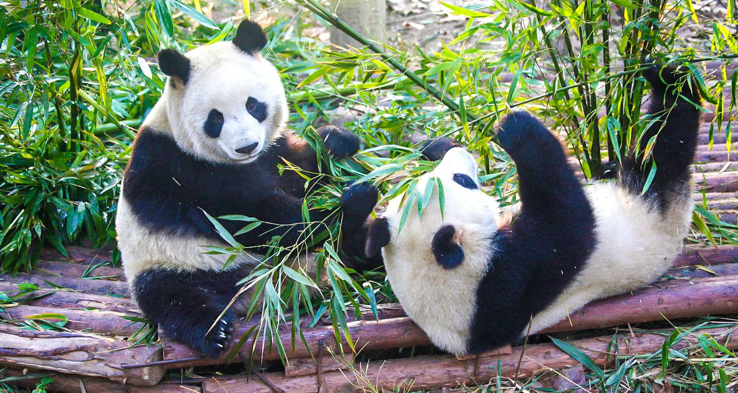 Customized Private China Trip - Follow Pandas' Footprints, Daily Start - TravelChinaGuide Tours