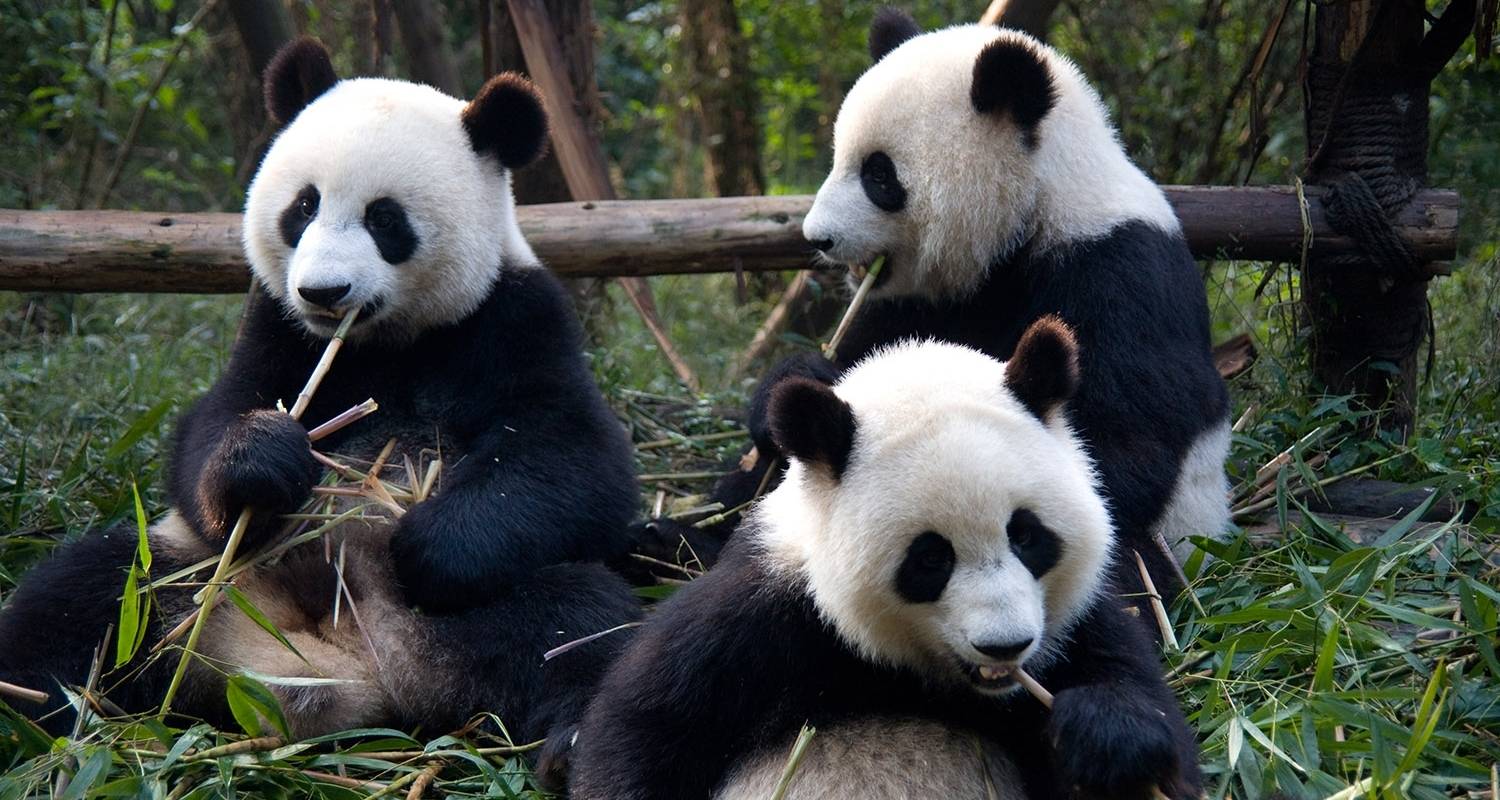 Séjour personnalisé en famille en Chine avec les pandas géants, départ quotidien - TravelChinaGuide Tours