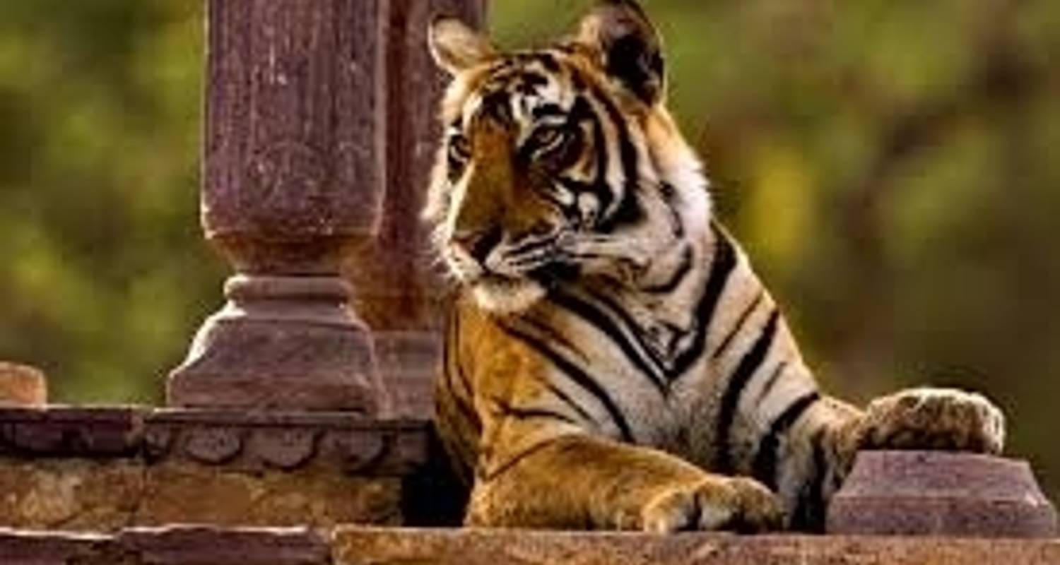 Tiger Safari in India