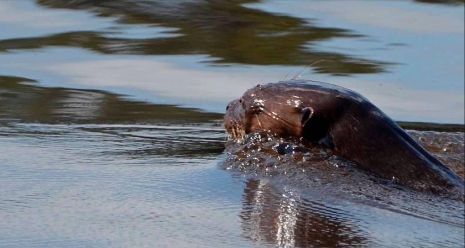 Giant Otters in Tambopata - Explorer's Inn