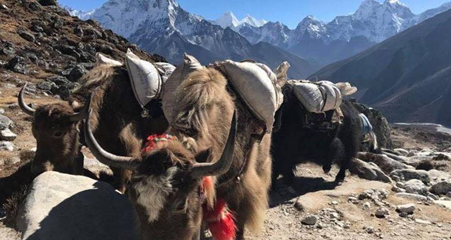 Trek du camp de base du mont Everest au Népal - Une expérience inoubliable - Scenic Nepal Treks & Expedition Pvt. Ltd