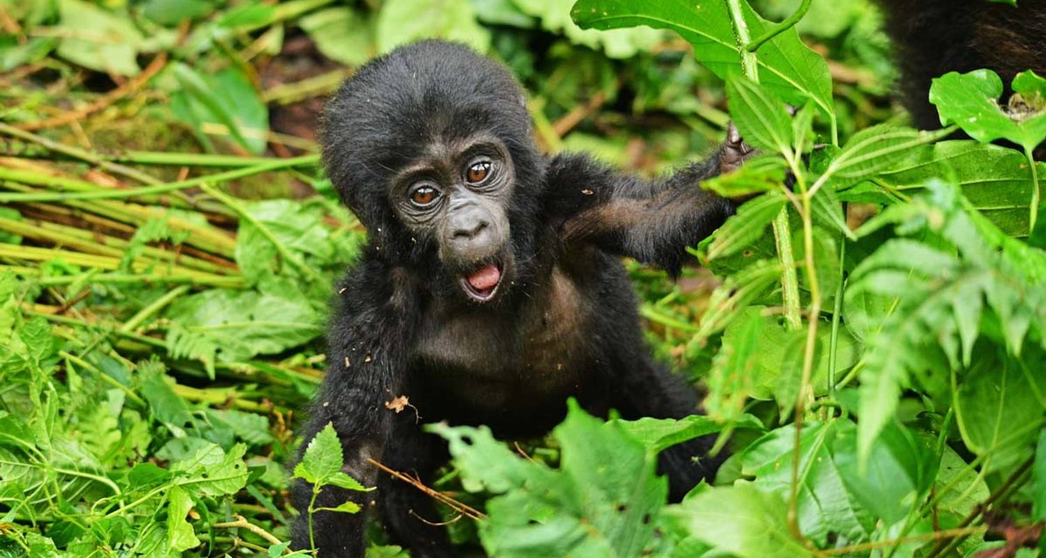 Ultimate Gorilla Adventure - GoExplore Safaris