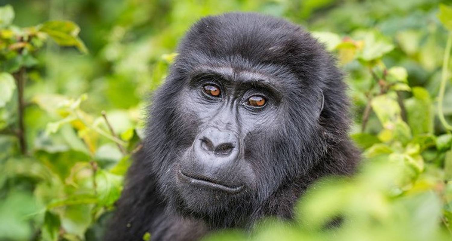 A Gorilla Trek In Mgahinga - GoExplore Safaris
