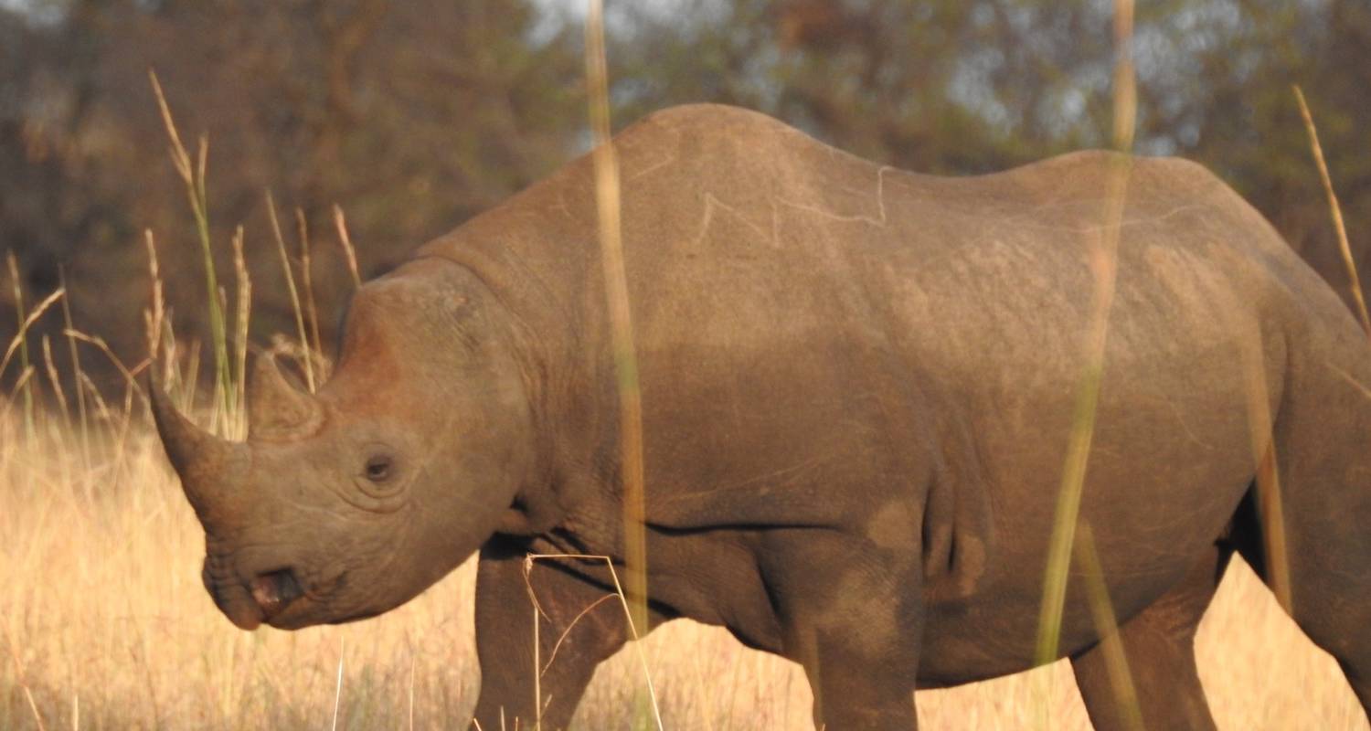 6 jours - Parc national du Tarangiré, Serengeti et cratère du Ngorongoro - Professional Safari Africa