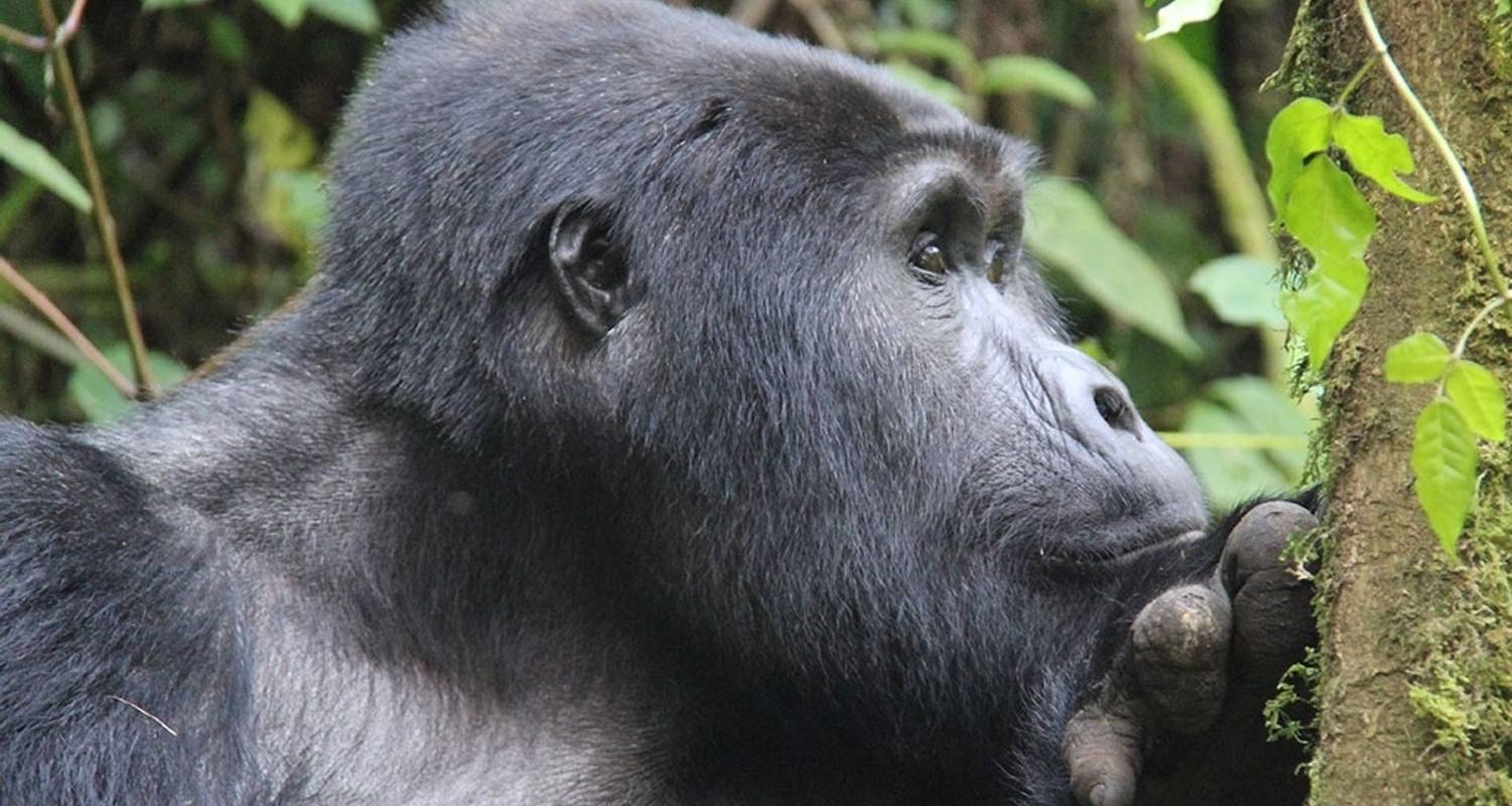 Group Tours & Trips in Bwindi National Park