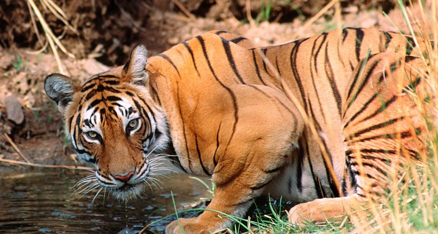 Golden Triangle Tour With Ranthambore