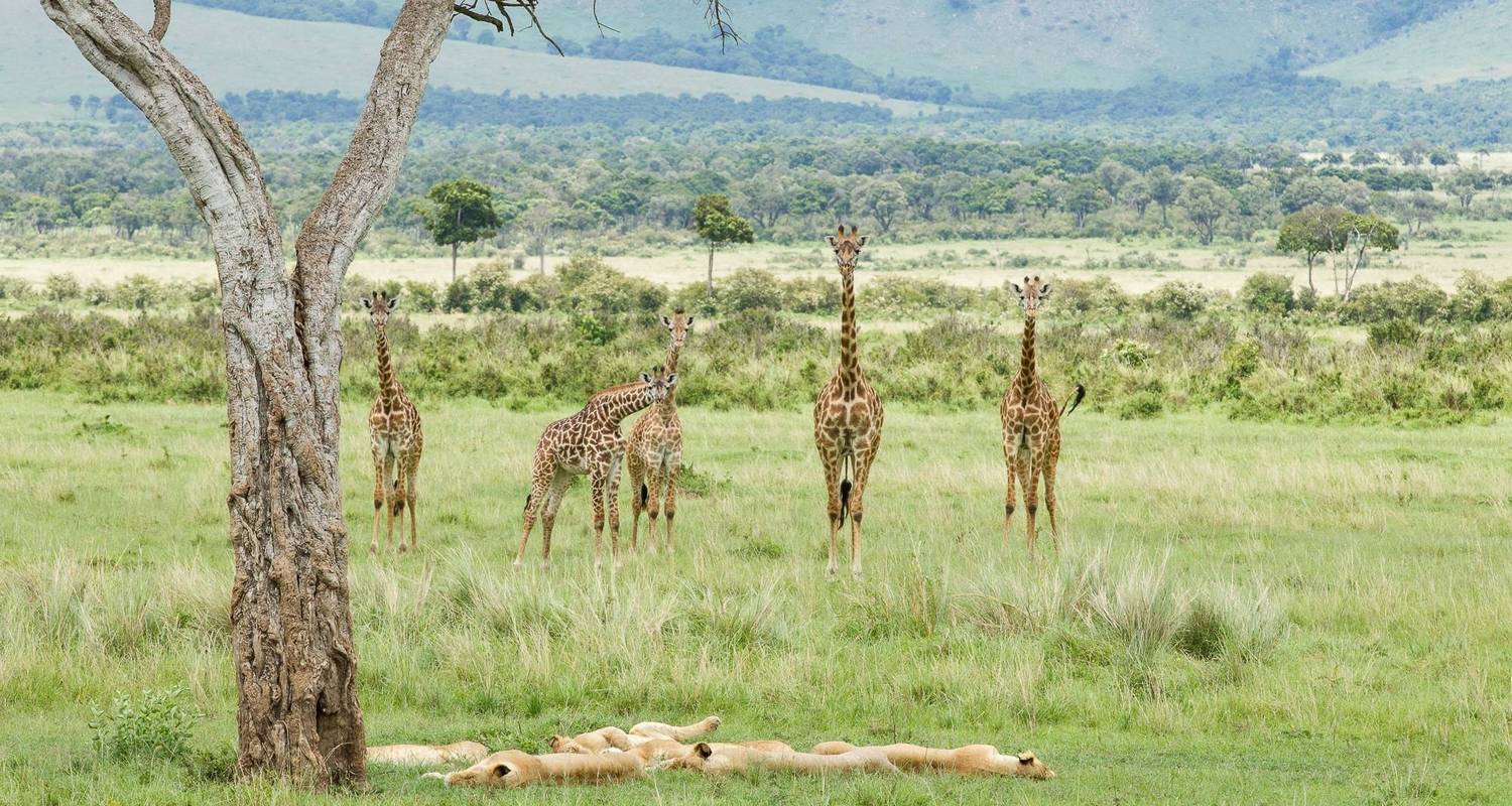 4 jours de safari au Kenya avec Hemingways Camping - Pita Safaris