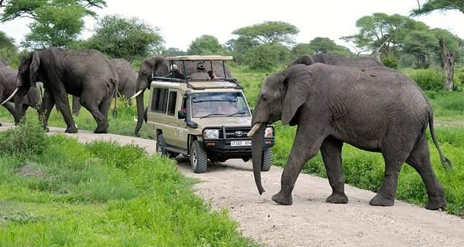 safari jambo tanzanie