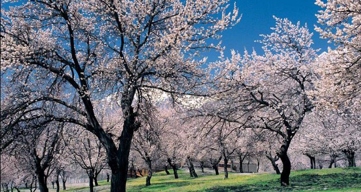Hunza Cherry Blossom Tour, Gilgit Baltistan, Pakistan - Crossroads Adventure 