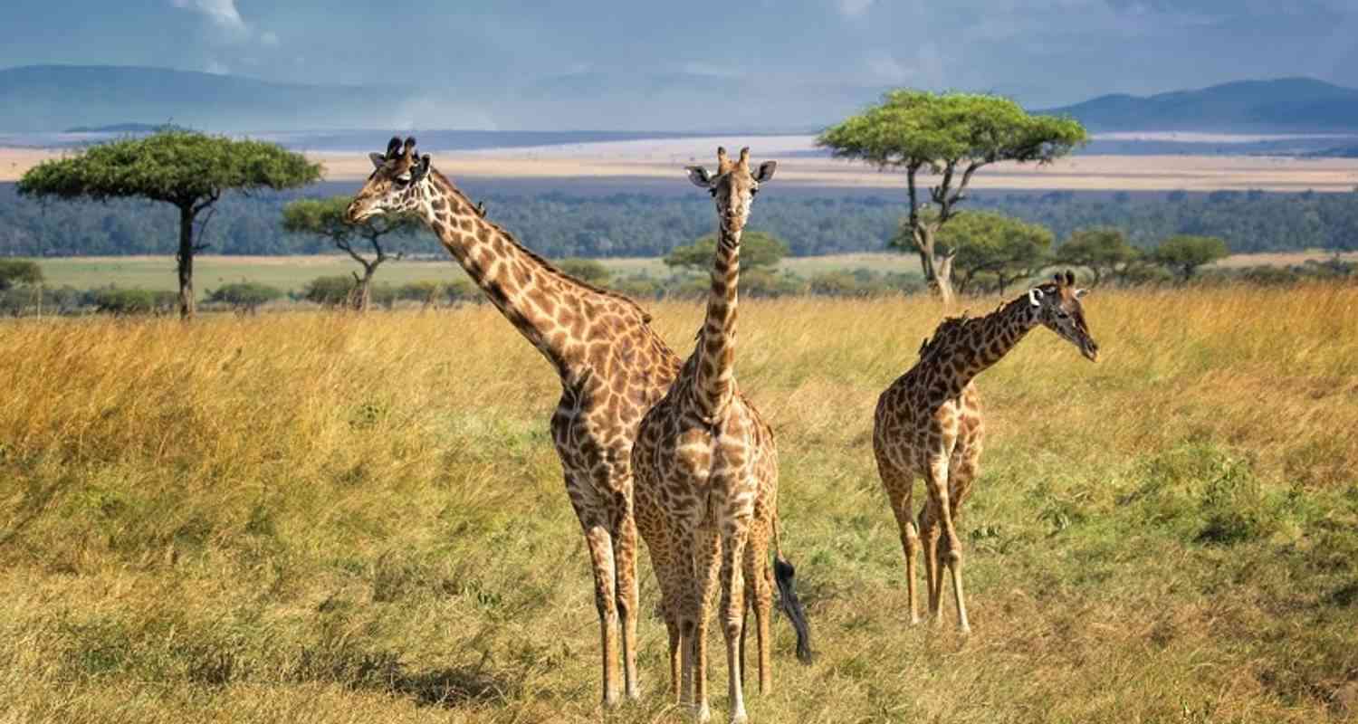 african-safari-adventure-14-days-by-trafalgar-tourradar