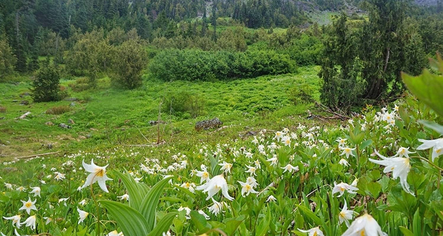 Trek de la forêt tropicale olympique au glacier - Wildland Trekking