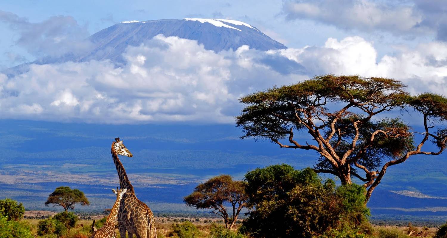 Kilimanjaro Climb and African Safari with International Mountain Guides