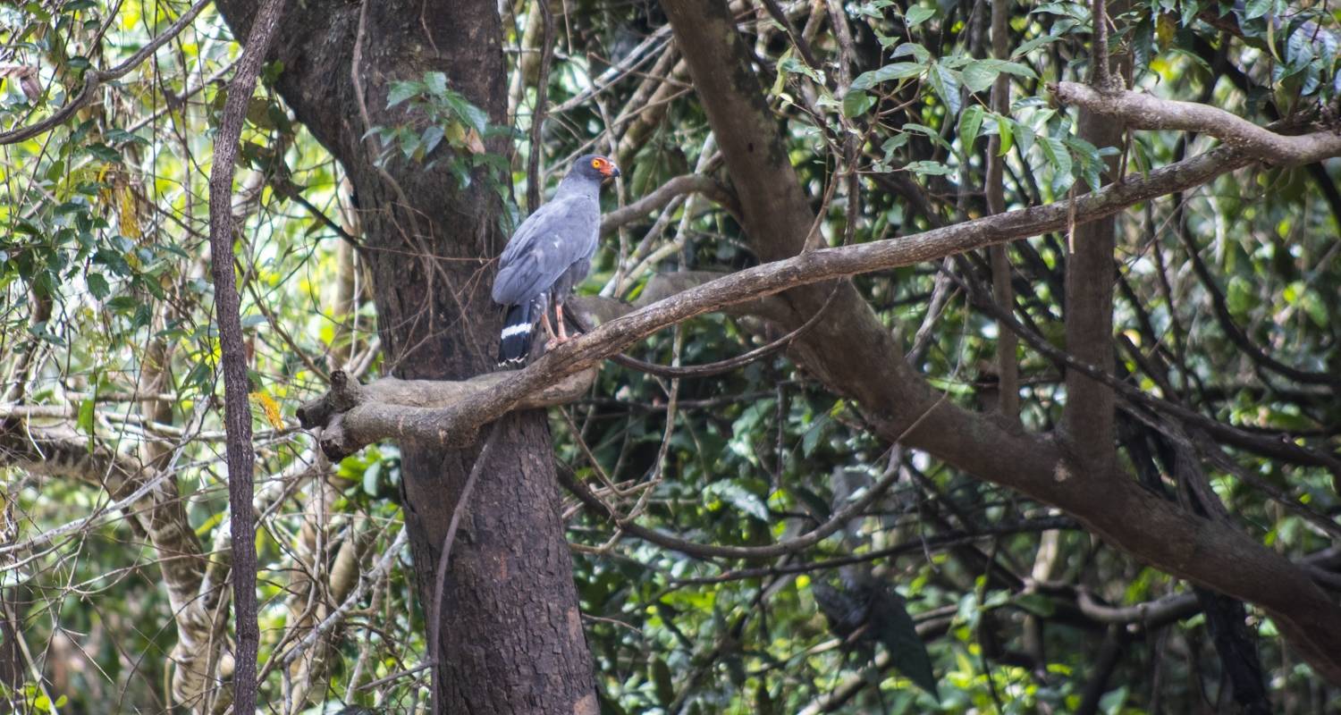 4 Tage 3 Nächte im Pacaya Samiria National Reserve - Amazon Experience