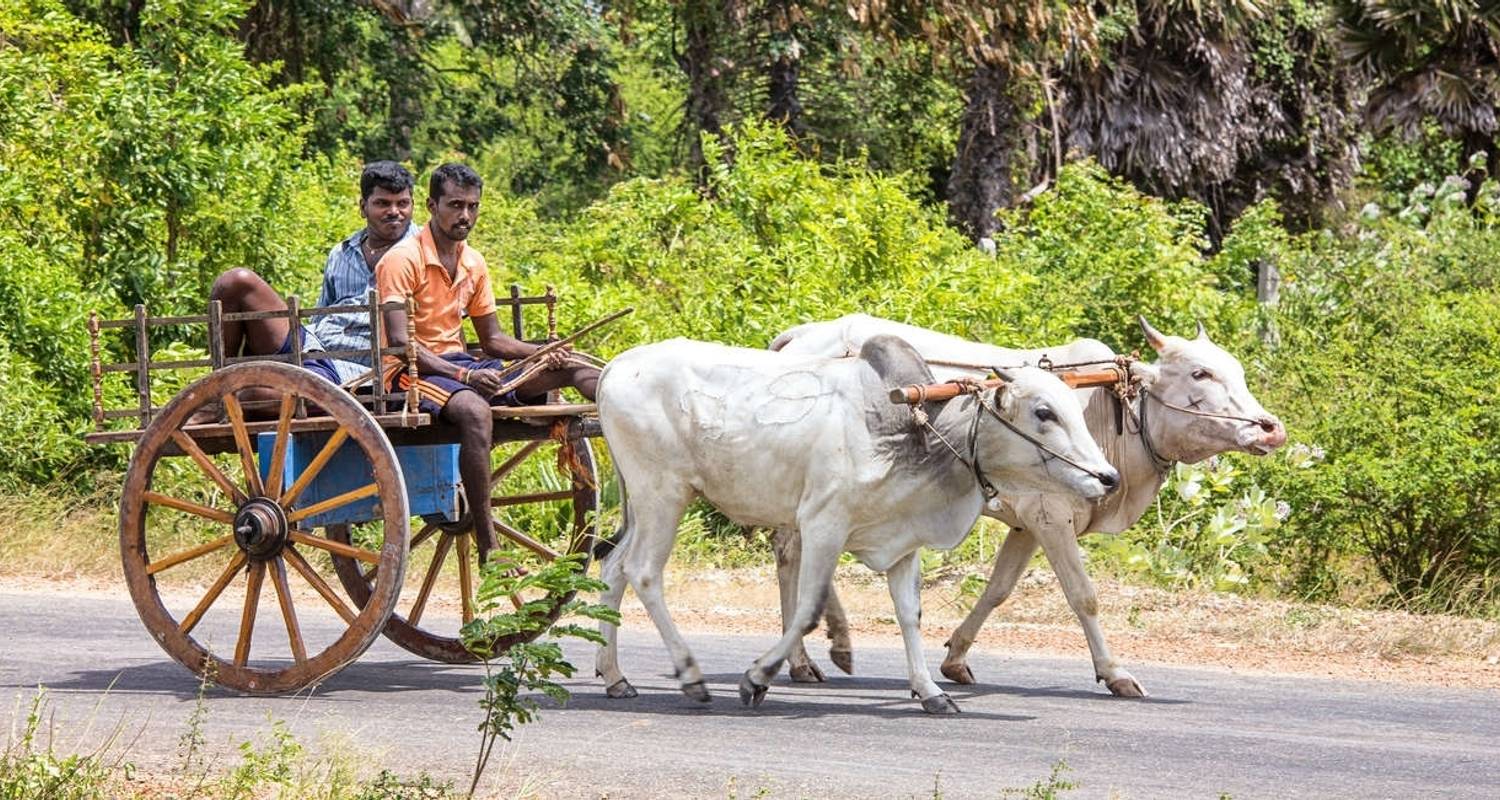 Family Highlights of Sri Lanka (West Coast) - Explore!