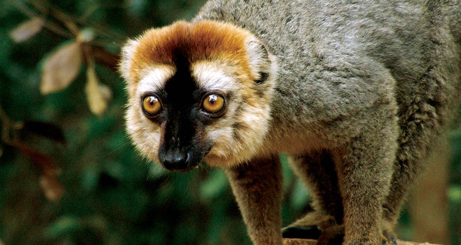 Madagaskar Tierwelt Trekking Tour - Explore!