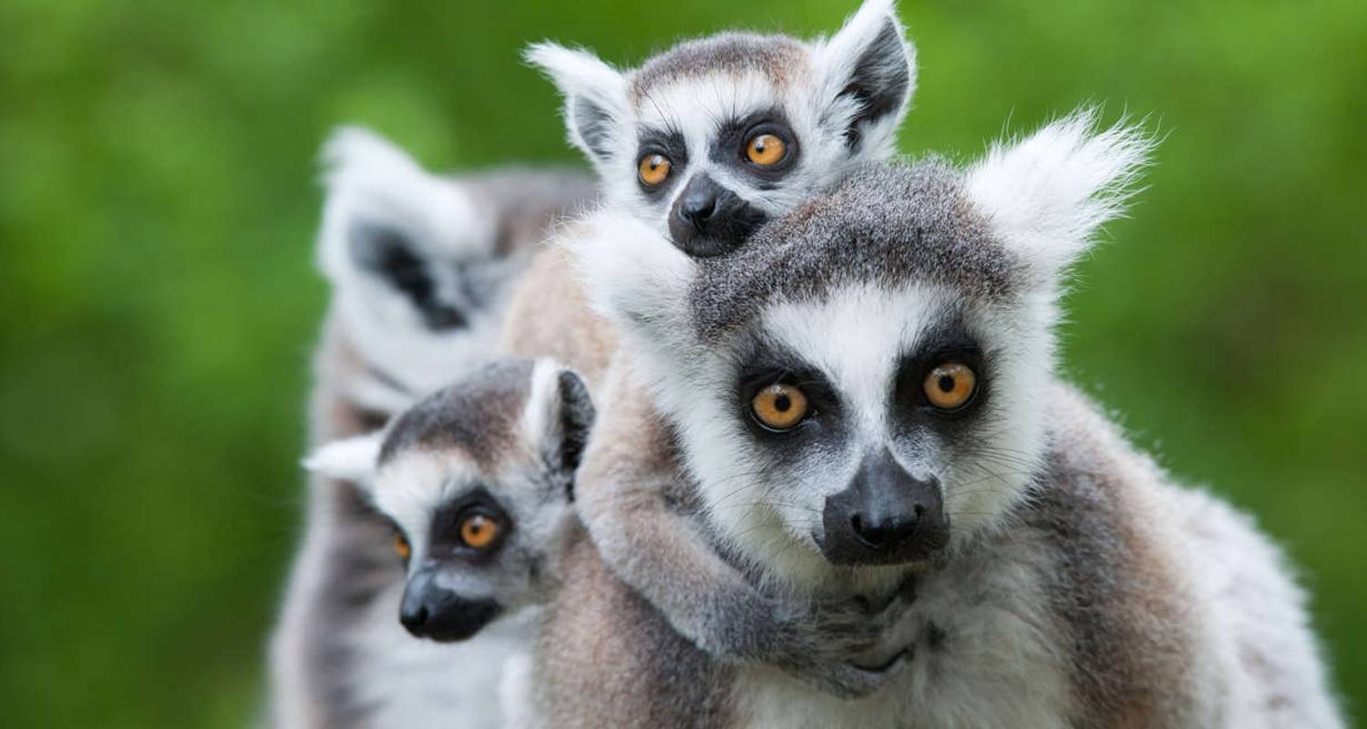 Madagascar: The Lost Continent - Explore!