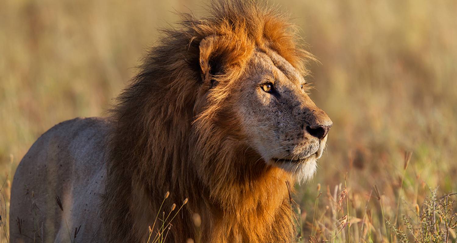 Serengeti Tierwelt Erlebnisreise - Explore!