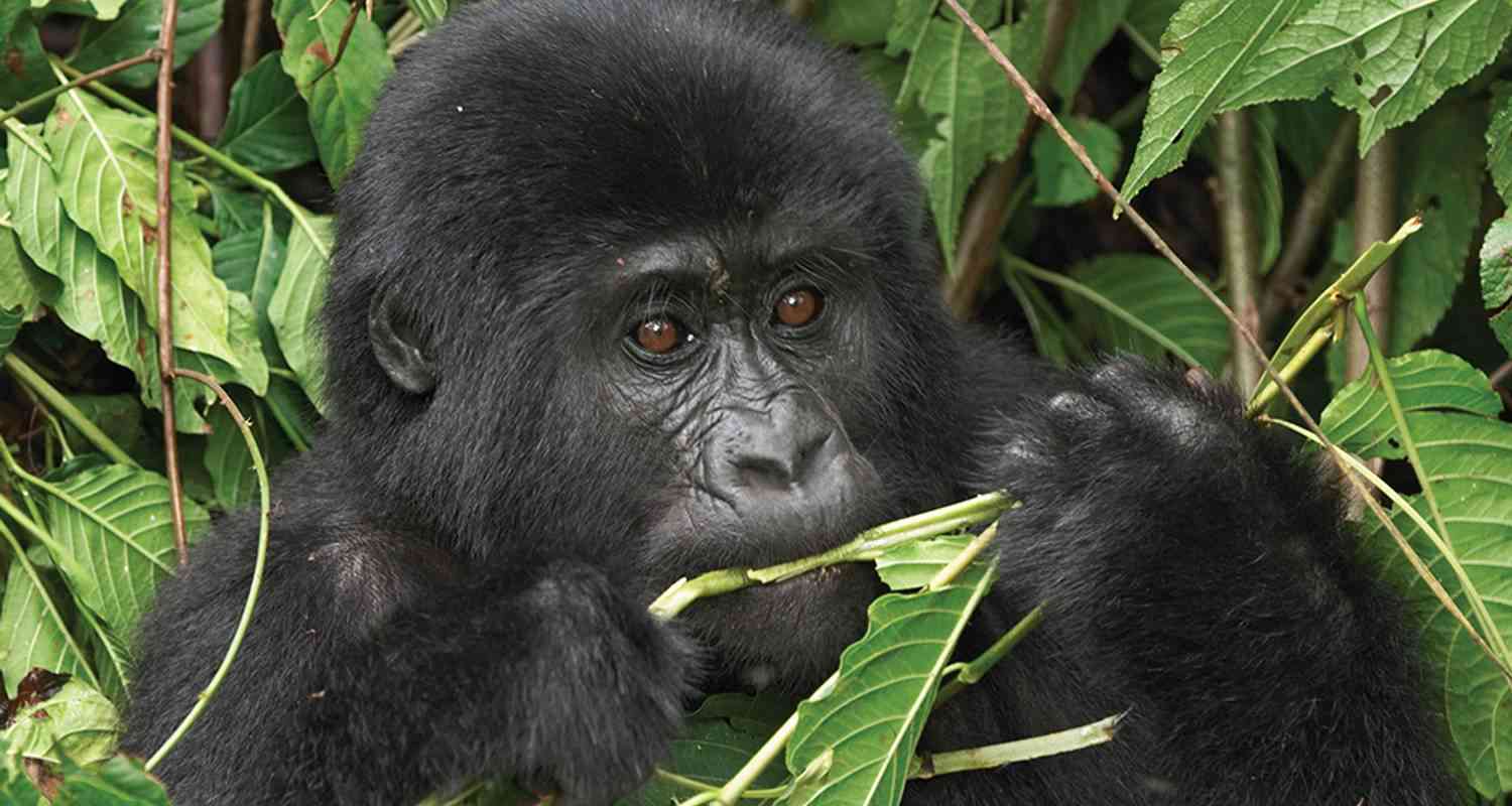 Uganda Gorilla and Chimp Safari - Explore!